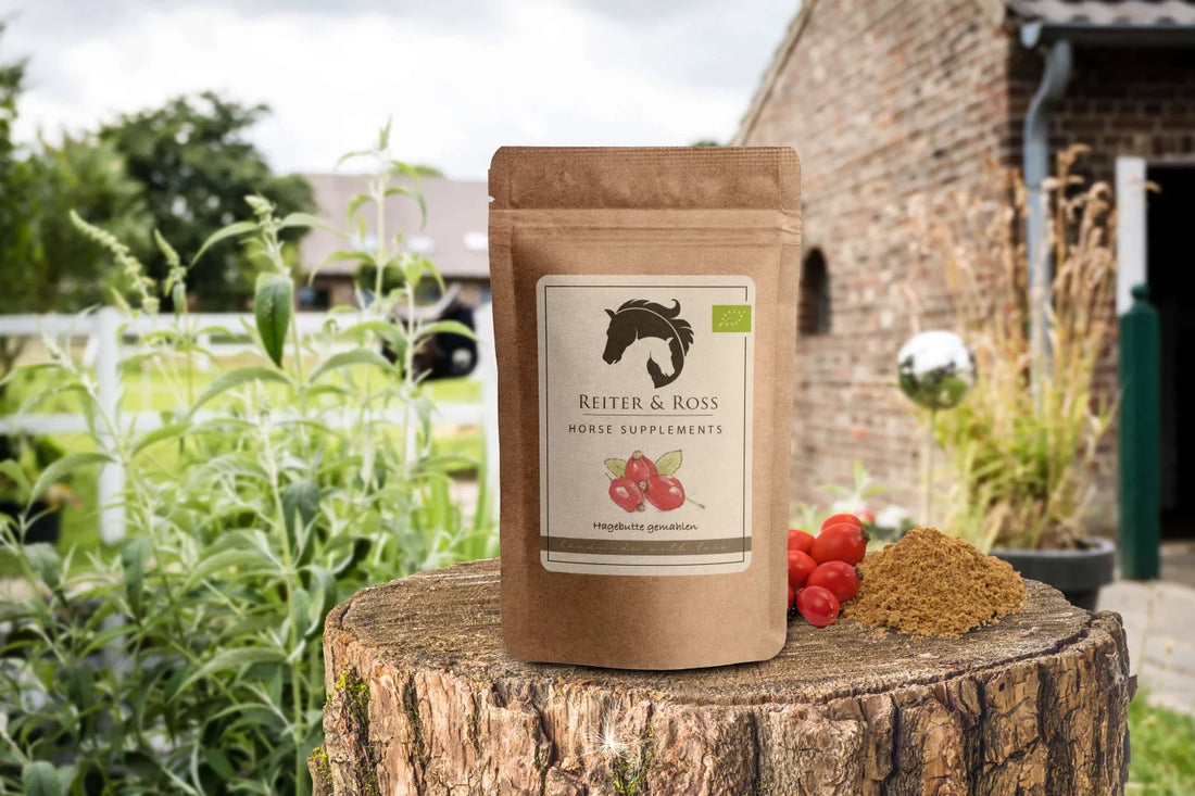 Hagebutte: Superfood für Pferd und Reiter