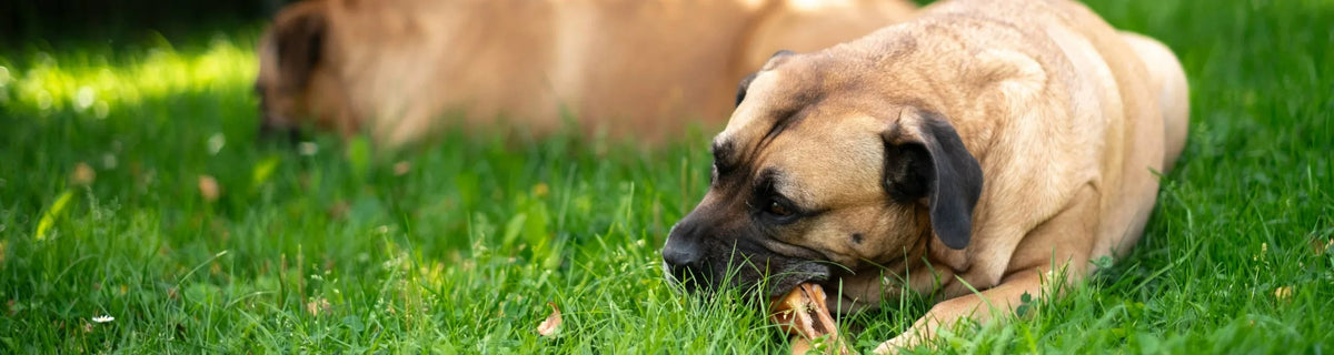 Hunde