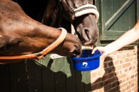 BIO Leinöl für Pferde in 1L Dosierflasche